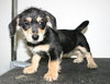 Tg Litter Atlas - ADOPTED 02.05.13