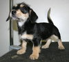 Tg Litter Atlas - ADOPTED 02.05.13
