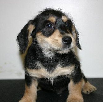 Tg Litter Atlas - ADOPTED 02.05.13