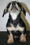 Tg Litter Atlas - ADOPTED 02.05.13