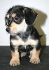 Tg Litter Atlas - ADOPTED 02.05.13