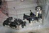 Tg Litter Athena - ADOPTED 02.03.13