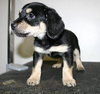 Tg Litter Athena - ADOPTED 02.03.13