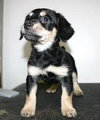 Tg Litter Athena - ADOPTED 02.03.13