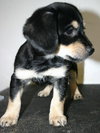 Tg Litter Athena - ADOPTED 02.03.13