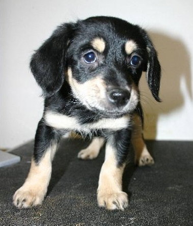 Tg Litter Athena - ADOPTED 02.03.13