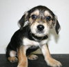 Tg Litter Apollo - ADOPTED 03.11.13