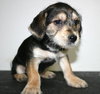 Tg Litter Apollo - ADOPTED 03.11.13
