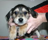 Tg Litter Apollo - ADOPTED 03.11.13