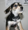 Tg Litter Apollo - ADOPTED 03.11.13