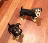 Tg Litter Apollo - ADOPTED 03.11.13