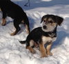 Tg Litter Apollo - ADOPTED 03.11.13