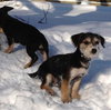 Tg Litter Apollo - ADOPTED 03.11.13