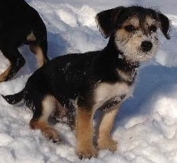 Tg Litter Apollo - ADOPTED 03.11.13