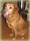 Moose - ADOPTED 02.23.13 (Missing Contract)