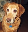Moose - ADOPTED 02.23.13 (Missing Contract)