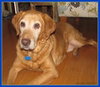 Moose - ADOPTED 02.23.13 (Missing Contract)