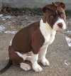 Amy - ADOPTED 02.16.13