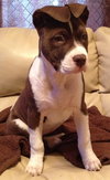 Amy - ADOPTED 02.16.13