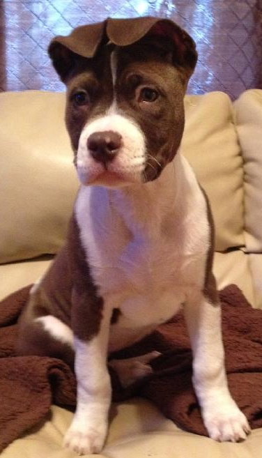 Amy - ADOPTED 02.16.13