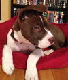 Amy - ADOPTED 02.16.13
