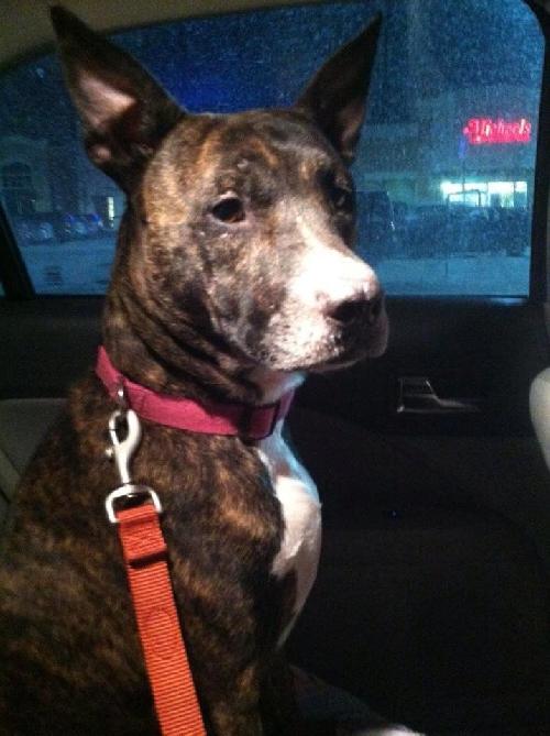 Doza-ADOPTED 02.17.13