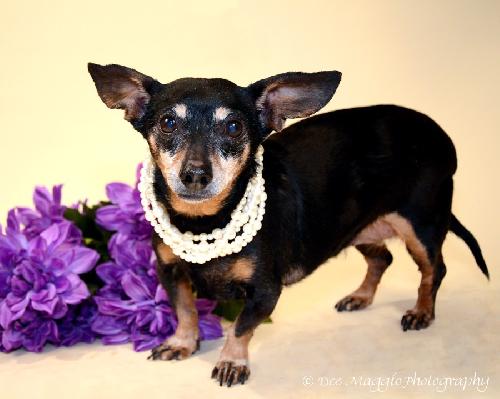 Millie-ADOPTED 03.14.13