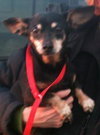 Millie-ADOPTED 03.14.13