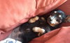 Millie-ADOPTED 03.14.13