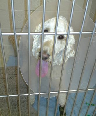 Max A Doodle-ADOPTED 02.13.13