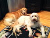 Max A Doodle-ADOPTED 02.13.13