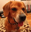 Perkins-ADOPTED 02.23.13