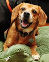 Perkins-ADOPTED 02.23.13