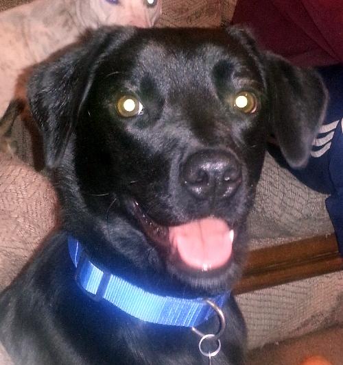 Suzie Q-ADOPTED 06.28.13