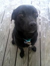 Suzie Q-ADOPTED 06.28.13