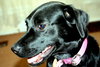 Suzie Q-ADOPTED 06.28.13