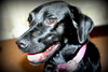 Suzie Q-ADOPTED 06.28.13