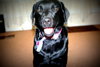 Suzie Q-ADOPTED 06.28.13