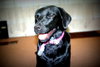 Suzie Q-ADOPTED 06.28.13