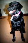 Suzie Q-ADOPTED 06.28.13