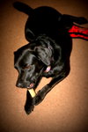 Suzie Q-ADOPTED 06.28.13