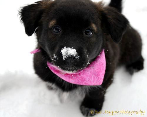 Ug Litter Squeakers - ADOPTED 02.27.13