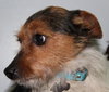 Flynn-ADOPTED 05.13.13