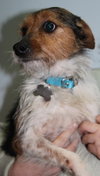 Flynn-ADOPTED 05.13.13