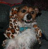 Flynn-ADOPTED 05.13.13