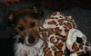 Flynn-ADOPTED 05.13.13