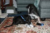 Flynn-ADOPTED 05.13.13