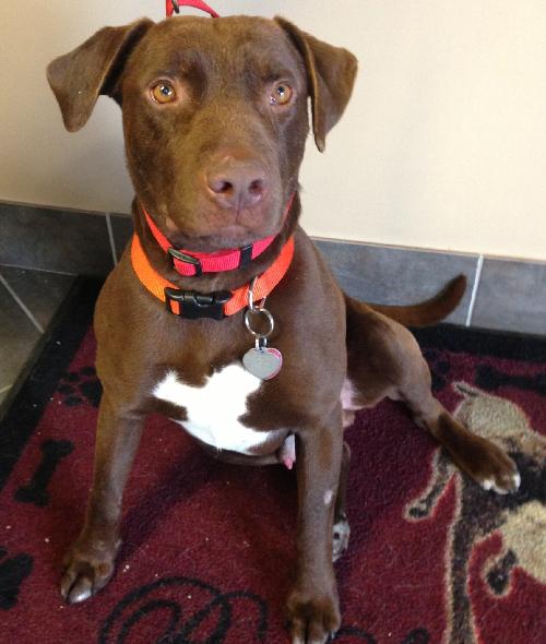 Briggs-ADOPTED 02.24.13