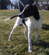 Fennway-ADOPTED 03.15.13