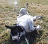 Fennway-ADOPTED 03.15.13